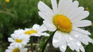 We did not find results for: Prognoza Meteo 5 Mai Vreme Tot Mai CaldÄ Dar Cu Ploi Maximele UrcÄ La 25 De Grade