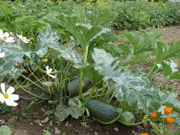 Add to my wish list. Cucurbita Pepo Var Giromontiina Zucchini Biolib Cz