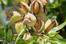 We did not find results for: How To Plant Grow And Care For Almond Trees Gardener S Path