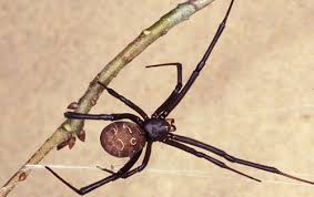 brown widow spider latrodectus geometricus