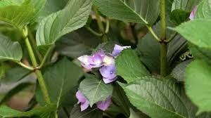 Image result for Clerodendrum fasciculatum