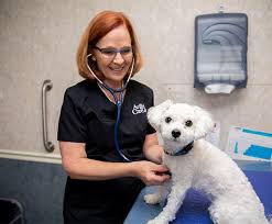 Check out our facebook page icon to learn about our specials, updates, and i highly recommend st francis' pet hospital. Veterinary Oncology Services In Memphis Tn Memphis Pet Oncologist