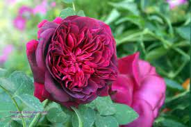 Rose Rosa William Shakespeare 2000 Uploaded By Calif Sue Rose Bloom David Austin Roses