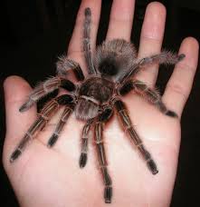 Giant Tarantula Spider Tarantula Pictures Tarantula Facts Information Habitats News Most Amazing Things In The Pet Spider Tarantula Facts Pet Tarantula