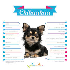 The chihuahua is the most famous of the purse puppies, toy dogs toted around in chic upscale the most famous celebrity chihuahua is tinker bell, who spends her days nestled in socialite paris. Chihuahua
