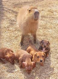 Adopting dachshund mix pups or dogs can cost anywhere from $25 from a local minnesota animal shelter to $350 from a specialized dog rescue. Fast Friends Abandoned Dachshund Puppies Snuggle Up To One Of World S Largest Rodents At Animal Refuge Daily Mail Online