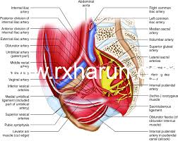 (1) the obturator internus and the the fascia of the obturator internus covers the pelvic surface of, and is attached around the margin. Functions Of Pelvic Floor Muscle Anatomy Exercise