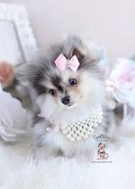 See more ideas about merle pomeranian, pomeranian, pomeranian puppy. Blue Teacup Pink Teacup Pomeranian Cuteanimals