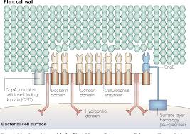 We did not find results for: Pdf Cellulosomes Plant Cell Wall Degrading Enzyme Complexes Semantic Scholar