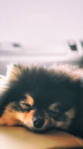 Pin Oleh Annaaa Di B T S Anjing Pomeranian Anjing Anak Anjing