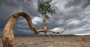 I Am The Lorax I Speak For The Trees Vietnamese Delirious Thoughts Desert Trees Old Trees Landscape Photography