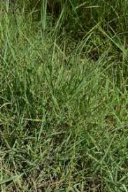 Image result for Dichanthium aristatum