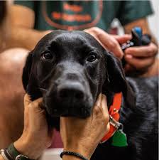 Cats and mink are most likely to become symptomatic, when compared to dogs, and mink appear to have an increased likelihood of dying. Pet Emergency Room In Annapolis Md Bay Ridge Animal Hospital