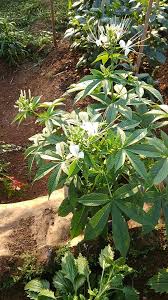 Image result for Mussaenda elegans