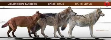 It is perhaps one of the most famous prehistoric carnivores in north america along with its extinct competitor smilodon. Canis Dirus Dire Wolf Prehistoric Animals Canis