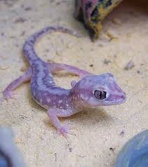Geckos are small to average sized lizards belonging to the family gekkonidae which are found in warm climates throughout the world. Purple Gecko Cute Gecko Cute Reptiles Cute Lizard