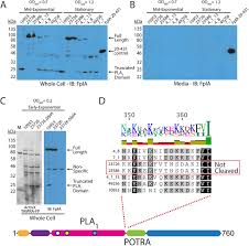 Popular front for the liberation of azawad; Fpla From Fusobacterium Nucleatum Is A Type Vd Autotransporter Phospholipase With A Proposed Role In Altered Host Signaling And Evasion Of Autophagy Biorxiv