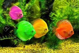 Beautiful Real Colourful Marine Fishes Natural Aquarium With Relaxing Music World Nature Video Colorful Fish Fish Tropical Fish Pictures