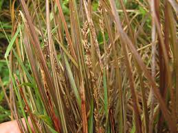 Image result for Cyperus tenuiculmis
