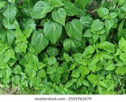 Image result for Tragia glabrata