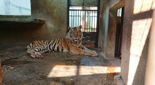 Kebun binatang surabaya atau kbs sendiri merupakan tempat wisata kebun binanatng yang banyak sekali binatang yang ada di kebun binanat surabaya ini untuk menyambun pengunjung kbs. Viral Harimau Kurus Tak Terawat Di Kebun Binatang Ternyata Okezone News