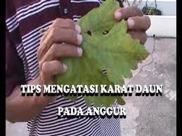 Check spelling or type a new query. Tips Mengatasi Karat Daun Pada Anggur Youtube