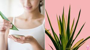 Bir kez suladıktan sonra bir sonraki sulamadan önce toprağını kontrol edin. Aloe Vera Cilt Bakimi Nasil Yapilir Aloe Veranin Cilde Faydalari Nelerdir Kadinlar Kulubu