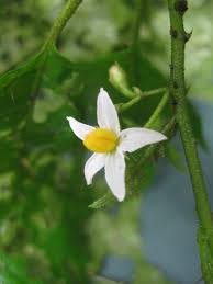 Image result for Solanum zanzibarense