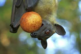 The link between two unique endangered new zealand species and the role of the community in their survival. Fruit Bats Are Reforesting African Woodlands