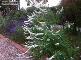We did not find results for: Perennials White Mexican Bush Sage Salvia Leucantha Velour White 1 By Garygardener