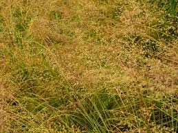 Prairie dropseed is a 2' to 3' tall native perennial warm season bunch grass. Prairie Dropseed Chicago Botanic Garden