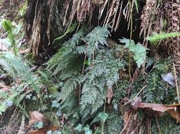 Image result for Vandenboschia gigantea