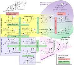 Störungen der steroidhormonsynthese aufgrund von enzymdefekten können zu abweichungen der geschlechtsdifferenzierung führen, indem entweder zu. Datei Steroidogenesis Svg Wikipedia