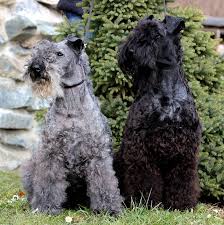 Kerry blue terrier puppies and dogs for sale in south carolina, usa on puppyfinder.com Kerry Blue Terrier Wikiwand