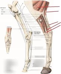 Biceps femoris, semitendinosus, and semimembranosus. Anatomy 2 Test 2 Horse Leg Tendons Diagram Quizlet