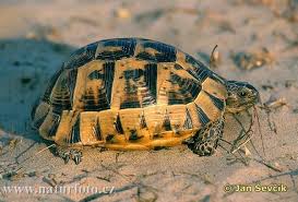 Mediterranean Spur Thighed Tortoise Pictures Mediterranean Spur Thighed Tortoise Images Tortoise Pictures Turtle Tortoise