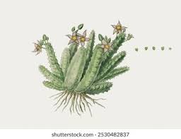 Image result for Piaranthus atrosanguineus