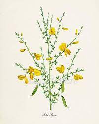 Pin On Botanical Art