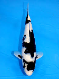 Check spelling or type a new query. Ikan Koi Cebieylavigne