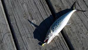Rub tanigue steaks with salt and fry until golden brown. Spanish Mackerel Fishing Guide How To Catch Clean And Cook