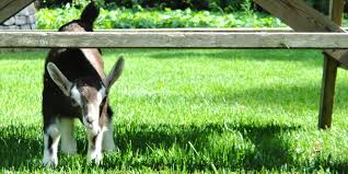 A Review Of Kid Goat Nutrition Grober Nutrition