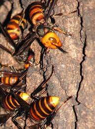 pin by miriam kellerhouse on 昆虫 bees and wasps bee insects
