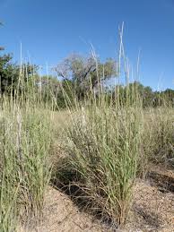 Image result for Sporobolus spicatus