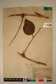 Image result for Phragmanthera capitata