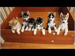 siberian husky puppies youtube siberian husky puppies husky husky puppy