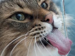 Na Dann Prost Wie Viel Sollten Katzen Trinken Deinetierwelt Magazin
