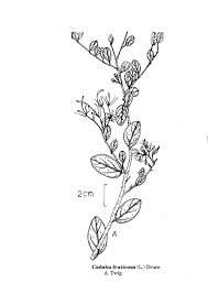 Image result for Cadaba