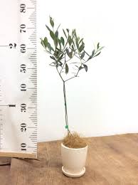 オリーブの木 カヨンヌ 観葉植物通販hitohana ひとはな オリーブの木 観葉植物 鉢植え
