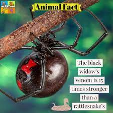 How to get rid of mice in your house uk, ant spray safe for pets uk, black widow spider locations wiki, bed bugs spray india, repels synonym, yellow jacket wasp facts. The Pet Wiki On Twitter Animal Fact Of The Day The Black Widow S Venom Is 15 Times Stronger Than A Rattlesnake S Learn More About This And About Pet Safety Https T Co Jl2c2c9nre Https T Co 3iywdkpvck