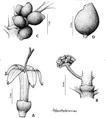 Image result for Craterispermum